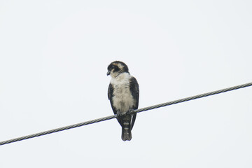 White-fronted falconet perched on power lines. Bird watching in natural habitats in the forest.