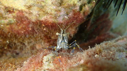 Rockpool prawn or grass prawm (Palaemon elegans) undersea, Ligurian Sea, Italy, Imperia