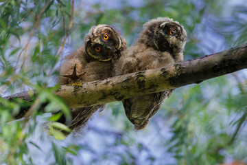 Barred owl owlet perched high on a branch in the forest