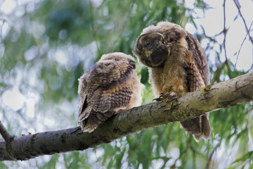 Barred owl owlet perched high on a branch in the forest