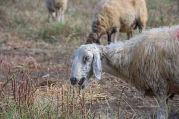Cyprus sheep detailed portrait close-up