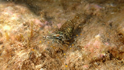 Rockpool prawn or grass prawm (Palaemon elegans) undersea, Ligurian Sea, Italy, Imperia
