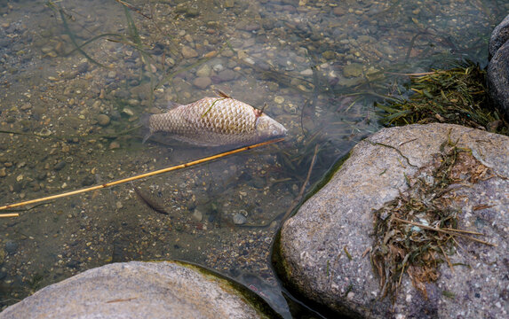 One large dead fish floating in the water off a rocky shore in Italy. Environmental problems