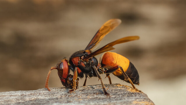 Extreme Macro Close-up of Lesser Banded Hornet Bee (Vespa Affinis) on Wooden Board.