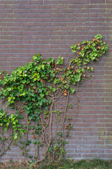 Ivy against brick wall