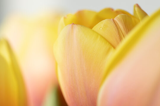 Yellow-orange bouquet of tulip flowers close up