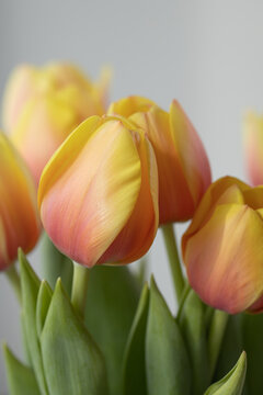 Yellow-orange bouquet of tulip flowers close up