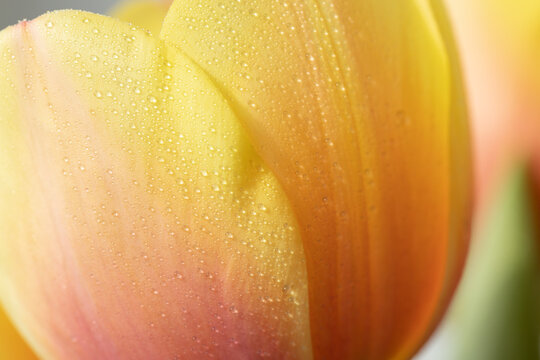 Yellow-orange macro view of tulip with water drops