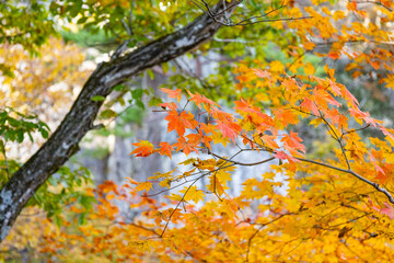 Colorful Autumn Maple Leaves at Daedunsan Mountain, South Korea