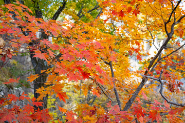 Bright Orange and Red Maple Foliage in Autumn Forest