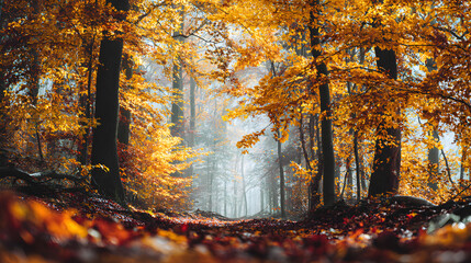 Vibrant Autumn Forest with Golden Leaves &ndash; Warm Fall Colors, Sunlit Foliage, and Serene Seasonal Nature Scenery