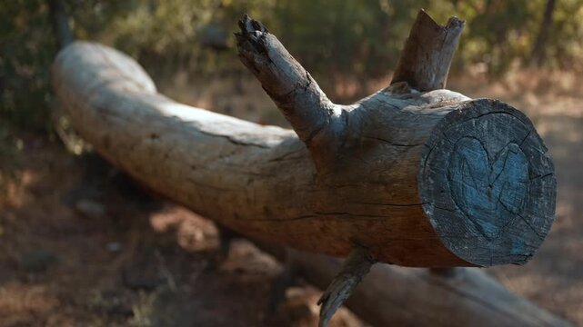 Cut section of old tree with heart carved on surface, adding an element of romance