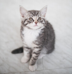 british shorthair cat