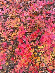 Dense autumn foliage with bright red, orange and yellow leaves. Natural fall texture ideal for backgrounds, seasonal designs, nature themes, botanical concepts and decorative projects.