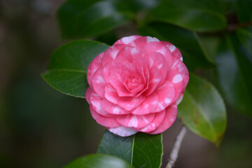 菊冬至　ツバキ