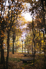 autumn in the forest