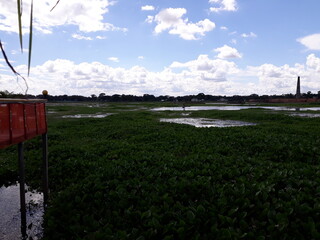Vast water hyacinth covered wetlands under a cloudy sky with distant structures