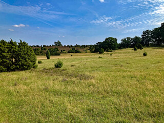 Heidelandschaft im Sommer