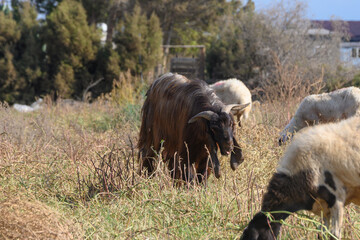 Black Cyprus buck with impressive horns portrait