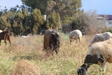 Majestic black Cyprus goat with large curved horns