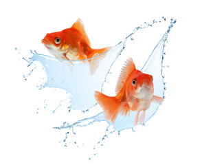 Goldfish and splashes of water in air against white background