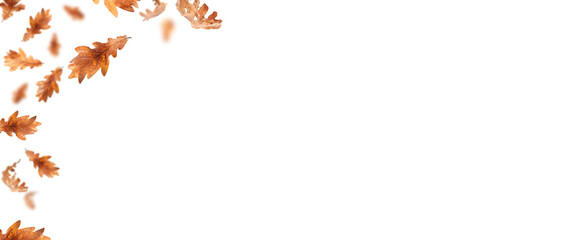 Autumn leaves flying in air on white background