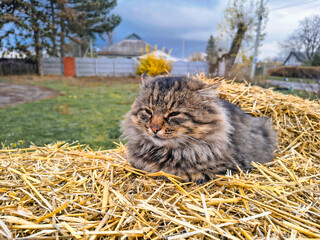 Fluffy tabby cat resting on hay in a rural autumn setting. Cozy feline contrasts with moody sky and bare trees, evoking warmth and seasonal tranquility.