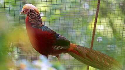 Golden Pheasant in alert near the bushes, from the side