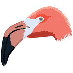 colorful Flamingo beak and head.