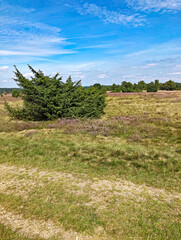 Wandern in der Heide 