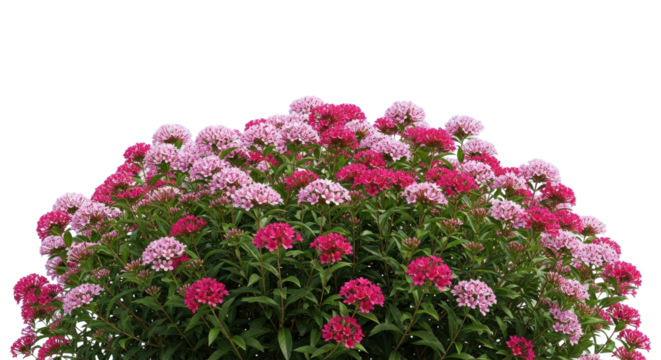 Dense pink and magenta flowering shrub isolated on white background cutout for graphic design