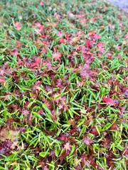 Green grass with fallen red leaves on the ground in autumn  