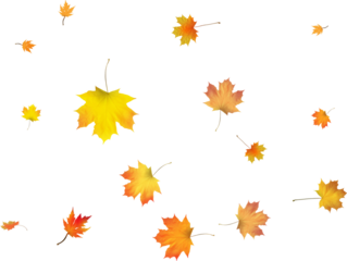  Multicolored autumn leaves in rich red, orange, and yellow hues isolated on a white background. Bright seasonal decor perfect for banners, prints, and fall-themed designs. autumn colored fall leaf te