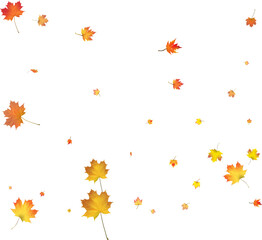  Multicolored autumn leaves in rich red, orange, and yellow hues isolated on a white background. Bright seasonal decor perfect for banners, prints, and fall-themed designs. autumn colored fall leaf te