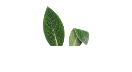 Fresh vibrant green velvet leaves isolated studio shot symbolizing nature and ecology design element. isolated PNG with Transparent Background