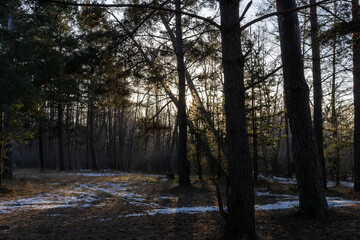 Fototapety na wymiar - Fototapeta24.pl