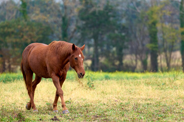 horse in the meadow walking