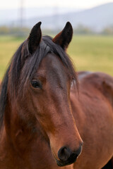 brown horse portrait