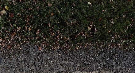Grass and Asphalt Border with Fallen Leaves