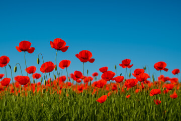 Naklejka premium Vibrant red poppies blooming under a clear blue sky