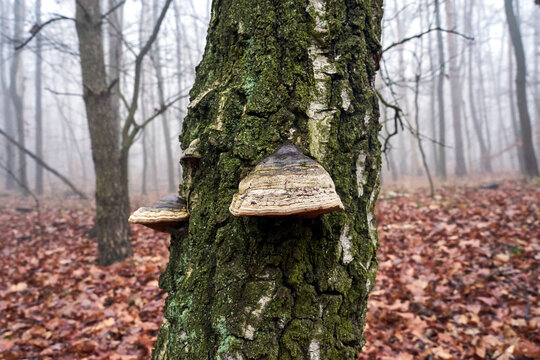Close-up of a polypore mushroom growing on the trunk of a deciduous tree in a forest during autumn - Powered by Adobe