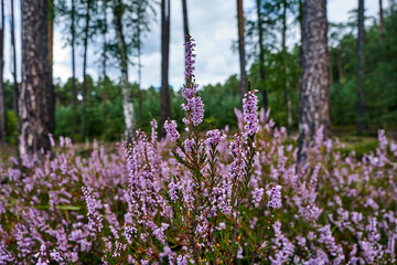 Obraz premium Small flowers of a blooming heather bush in the forest