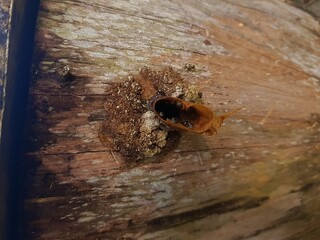 Insect Crawling from Wooden Hole on Aged Timber