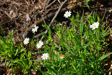 White Wildflowers Blooming on the Forest Floor in sunny day