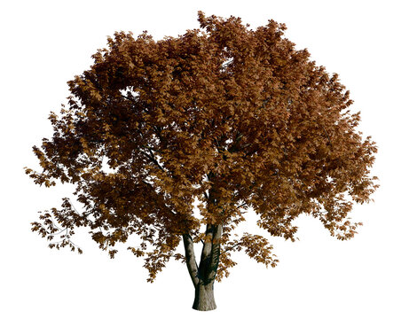 Isolated tree with transparent background. Asculus hippocastanum or the horse chestnut is a robust tree up to 25 meters high. Autumn version.	