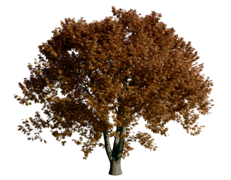 Isolated tree with transparent background. Asculus hippocastanum or the horse chestnut is a robust tree up to 25 meters high. Autumn version.	