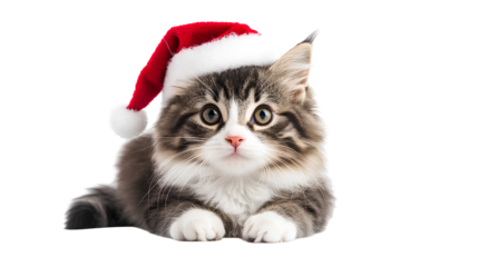 Cute Kitten with Santa Hat Festive Holiday Domestic Animal Pet Mammal Feline Companion Adorable