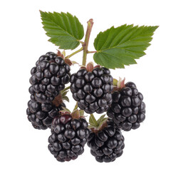 Fototapeta premium Dark ripe blackberries with green leaves isolated on a transparent background