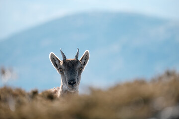 A wild Iberian ibex peers curiously from behind a bush on a mountain slope in the Sierra de Segura, with a soft blue background of distant peaks.