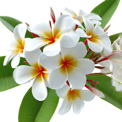 Naklejka premium White plumeria flowers with yellow centers isolated on transparent background
